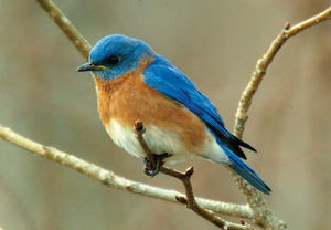 Eastern Bluebird