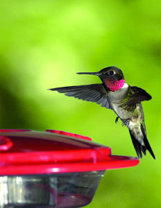 Ruby-throated Hummingbird
