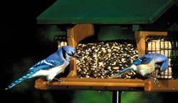 Blue Jay
