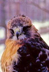 Red-tailed Hawk