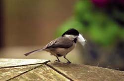Chickadee w/nesting material