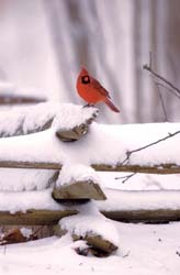 Cardinal in Snow