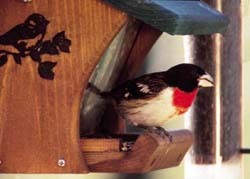 Rose-breasted Grosbeak