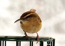 Carolina Wren
