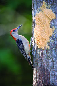 Red-bellied Woodpecker & Bark Butter