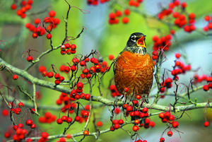 Robin