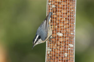 Nuthatch