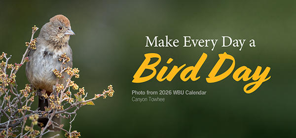 DSC WBU 2026 Calendar