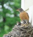 Robin with Babies